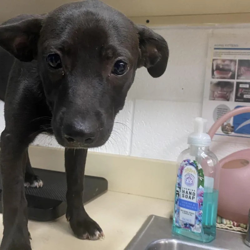 A baby medium-sized female Black Labrador Retriever dog named Bailey for adoption in Ardmore, OK