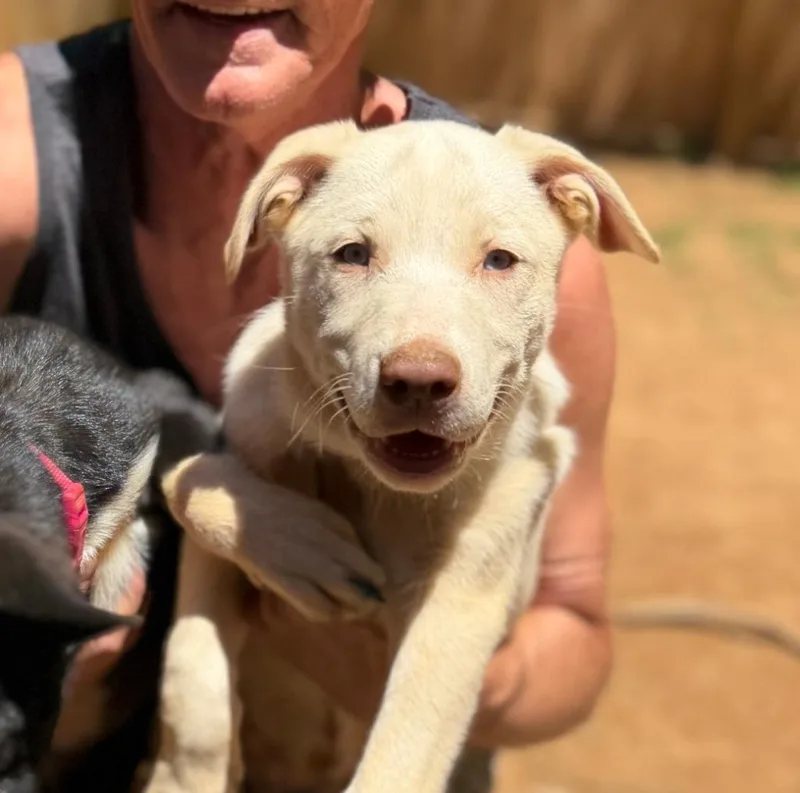 A baby medium-sized female Mixed Breed dog named Snowbird for adoption in Ellijay, GA