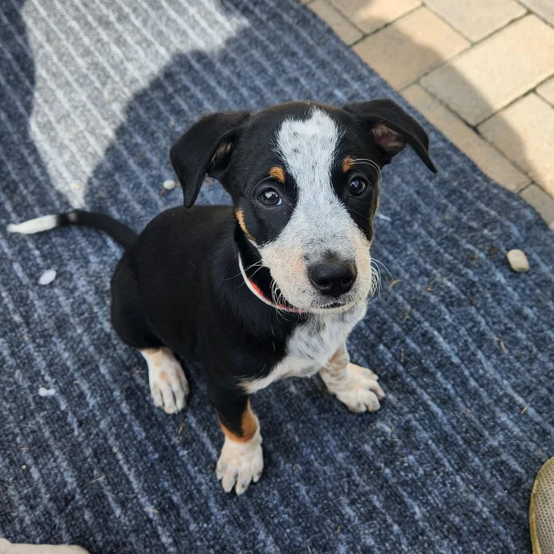 A baby medium-sized female Black Mixed Breed dog named Hillary Scott for adoption in Joliet, IL