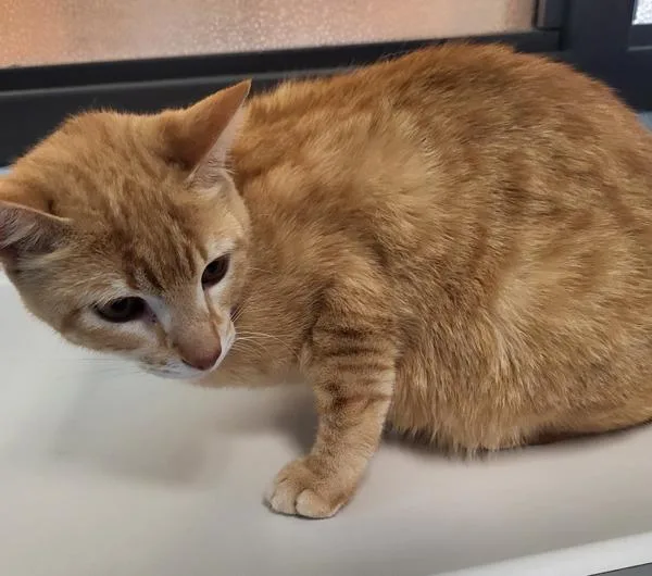 An adult small-sized female Domestic Short Hair cat named If for adoption in Lawrenceville, GA