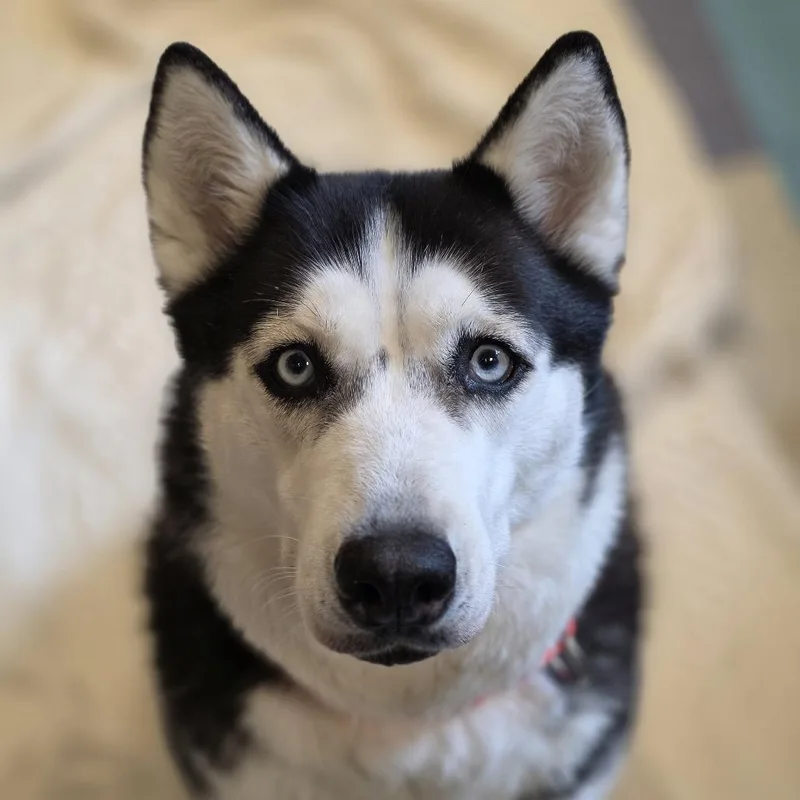 Tuna Luna thumbnail 3