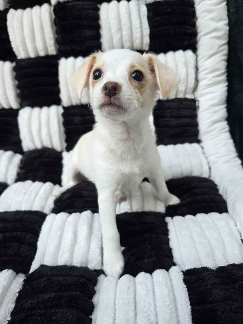A baby small-sized female Chihuahua dog named Opal for adoption in San Francisco, CA