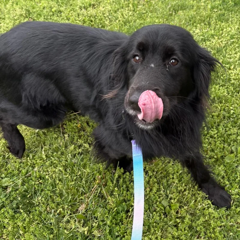 A young medium-sized male Black Mixed Breed dog named Seuss for adoption in Pittsburgh, PA