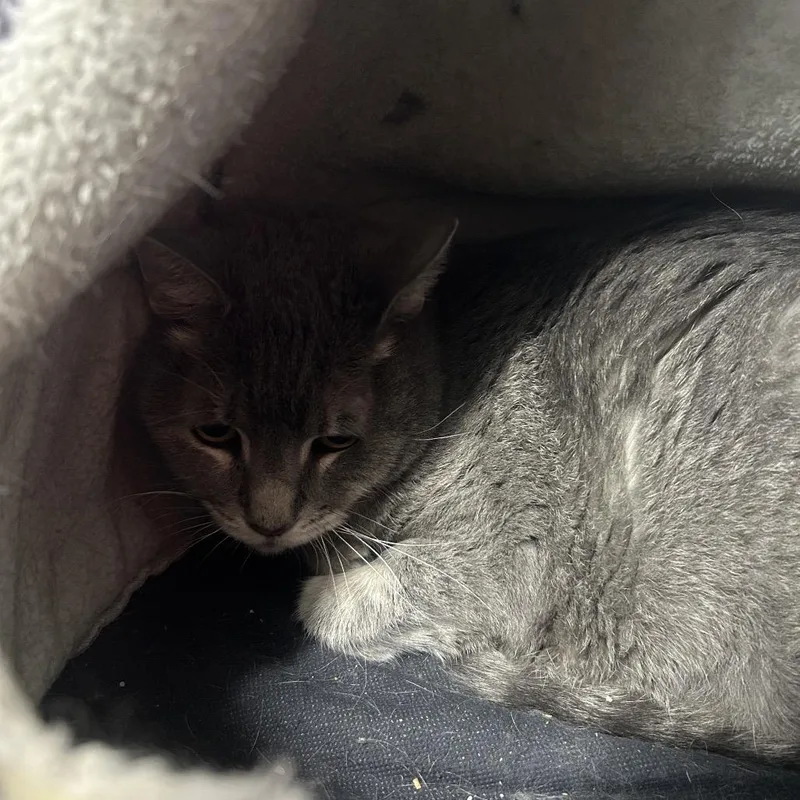 A senior medium-sized female Gray / Blue / Silver Domestic Short Hair cat named Shadow for adoption in East Smithfield , PA