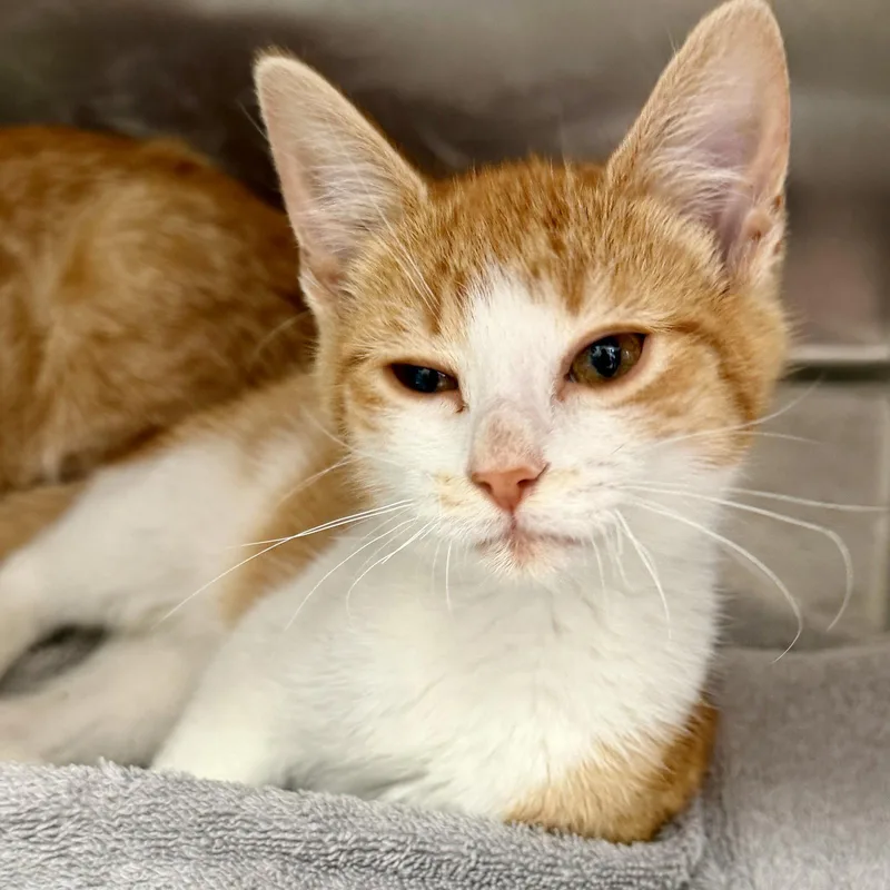 A baby small-sized male Orange / Red Domestic Short Hair cat named Oingo for adoption in Oakland, CA