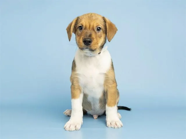 A baby small-sized male Carolina Dog dog named Morgan for adoption in Phoenix, AZ