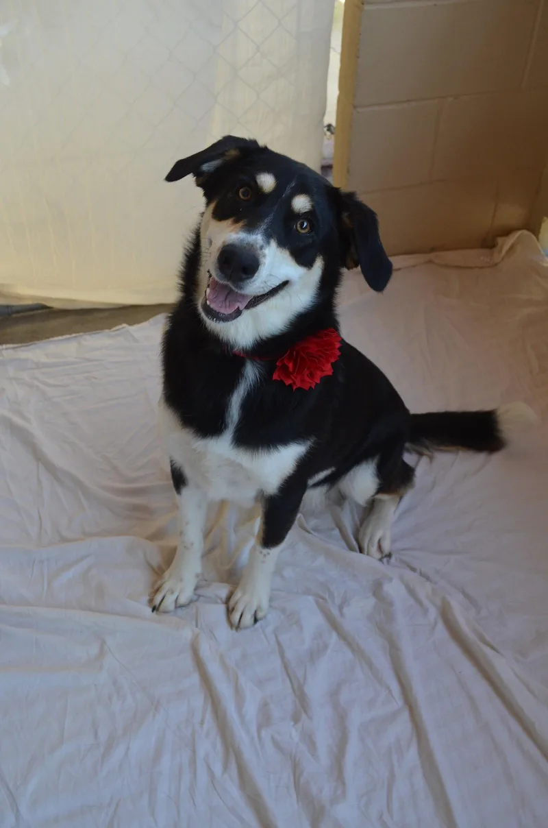 A baby large-sized female Shepherd dog named Sequoia for adoption in McKinney, TX