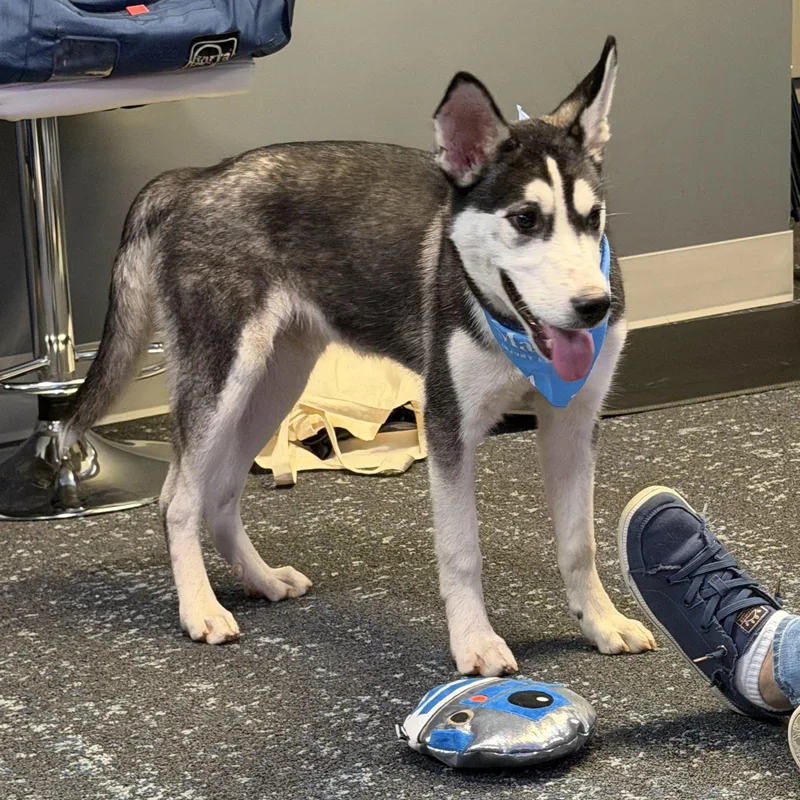 A baby medium-sized male Siberian Husky dog named Dr Pepper for adoption in Spring City, PA