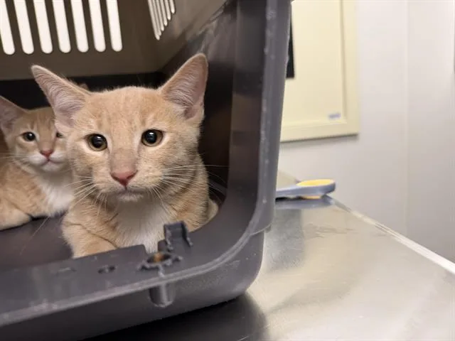 A baby medium-sized male Domestic Short Hair cat named Zenith for adoption in Ontario, CA