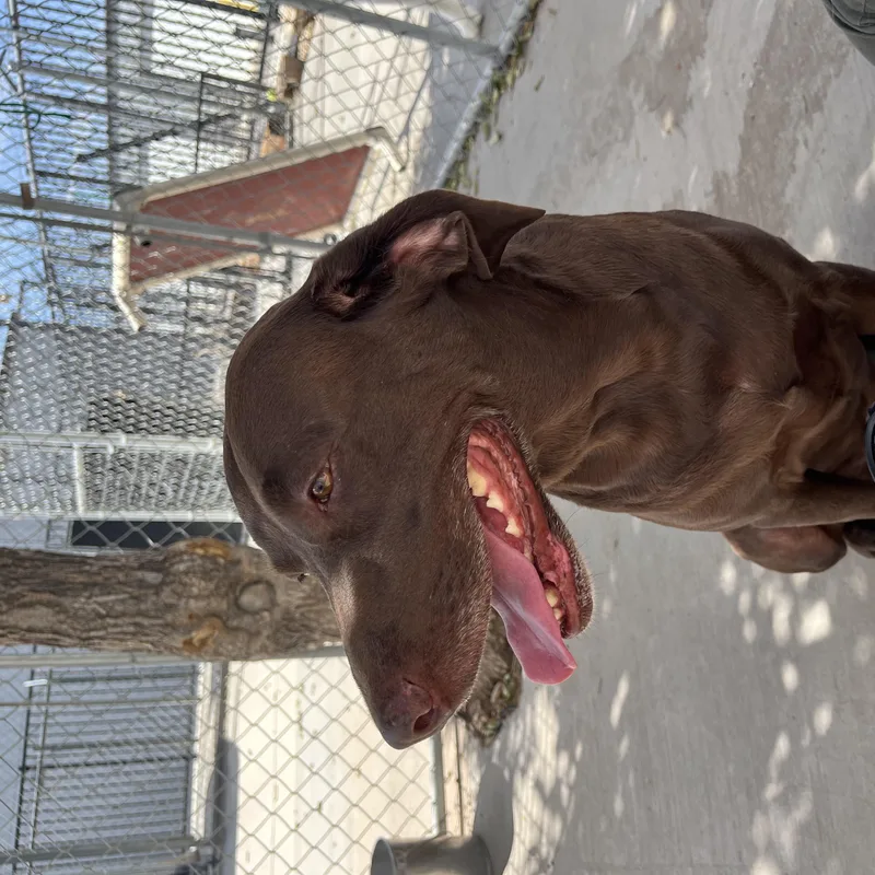 Cocoa