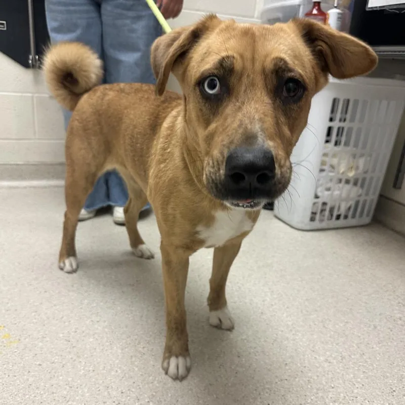 An adult medium-sized female Mixed Breed dog named Cinnamon Roll for adoption in Murray, UT