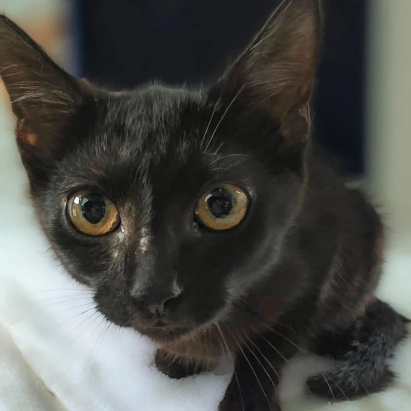 A baby small-sized male Black Domestic Short Hair cat named Koji for adoption in Chapel Hill, NC