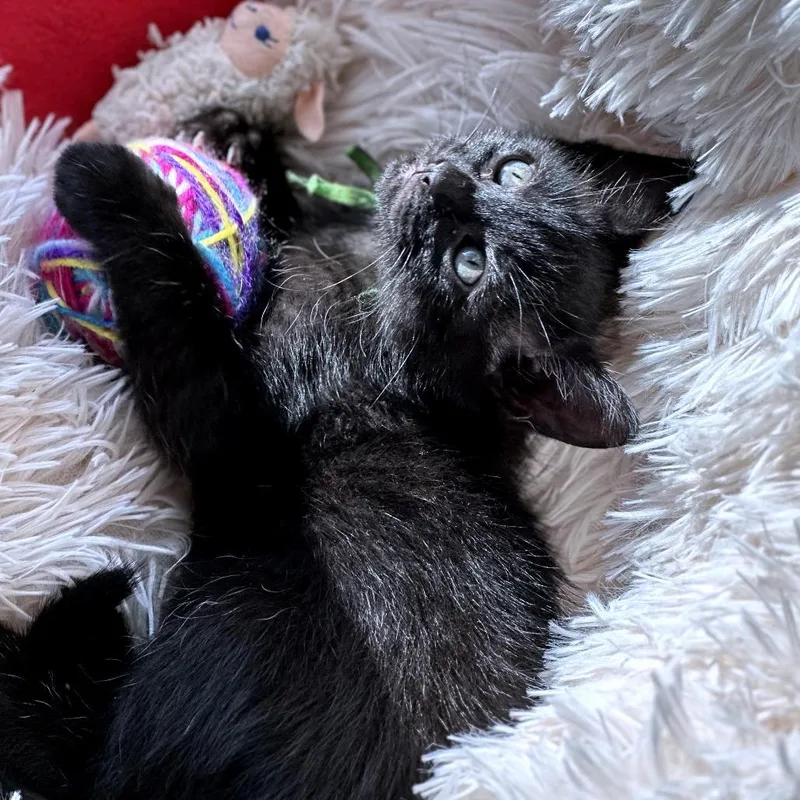 Oreo Cream Pie thumbnail 2