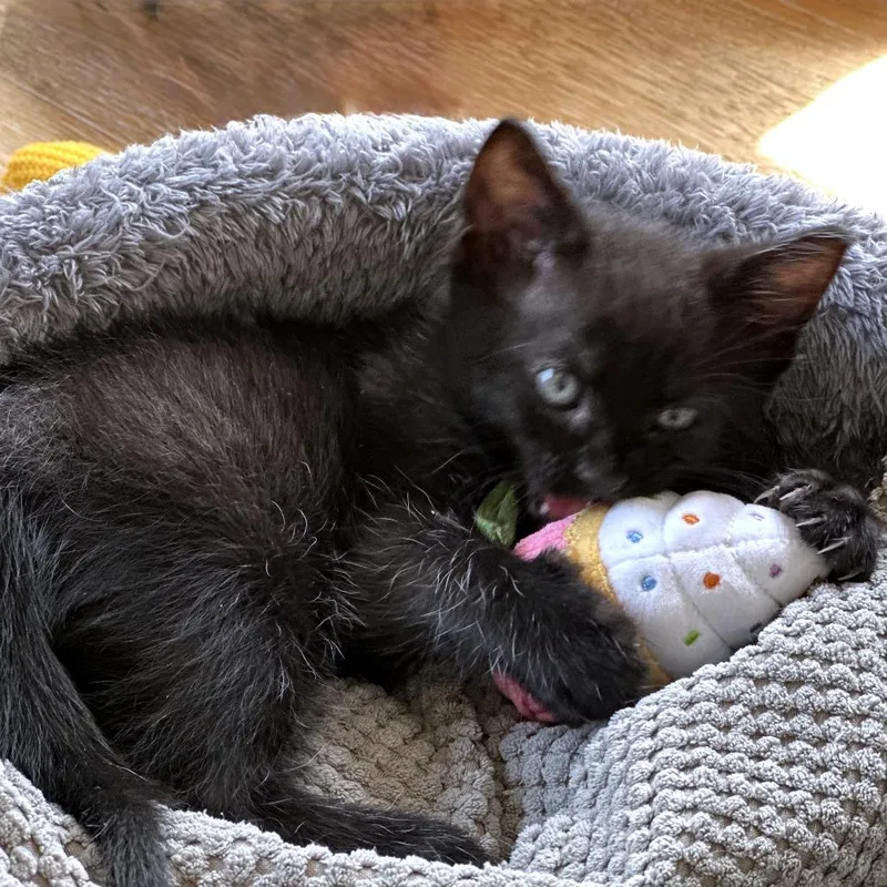 Oreo Cream Pie thumbnail 3