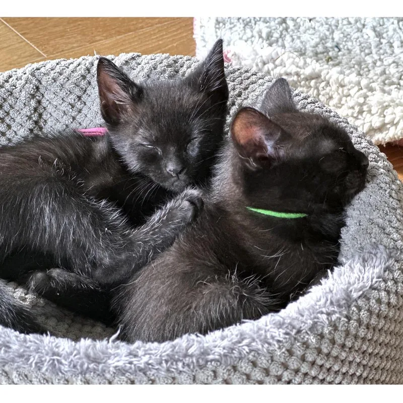 Oreo Cream Pie thumbnail 4