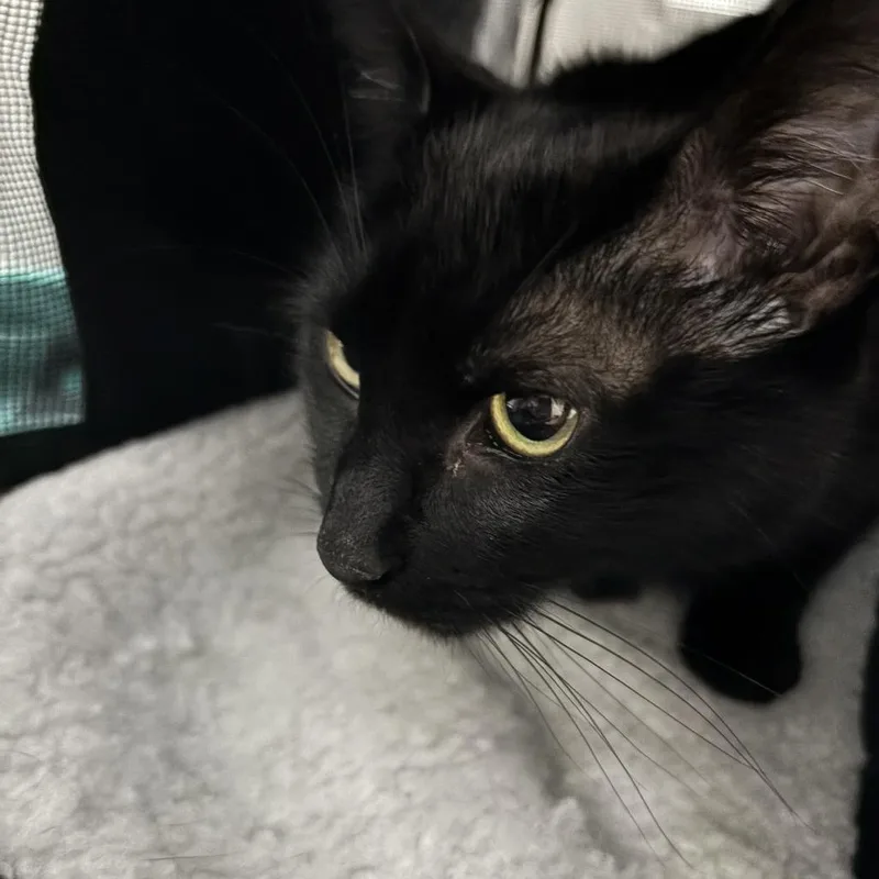 Oreo Cream Pie thumbnail 5