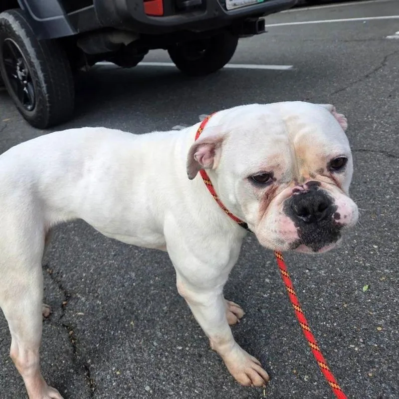 An adult medium-sized female White / Cream American Bulldog dog named Patty for adoption in Martinsburg, WV