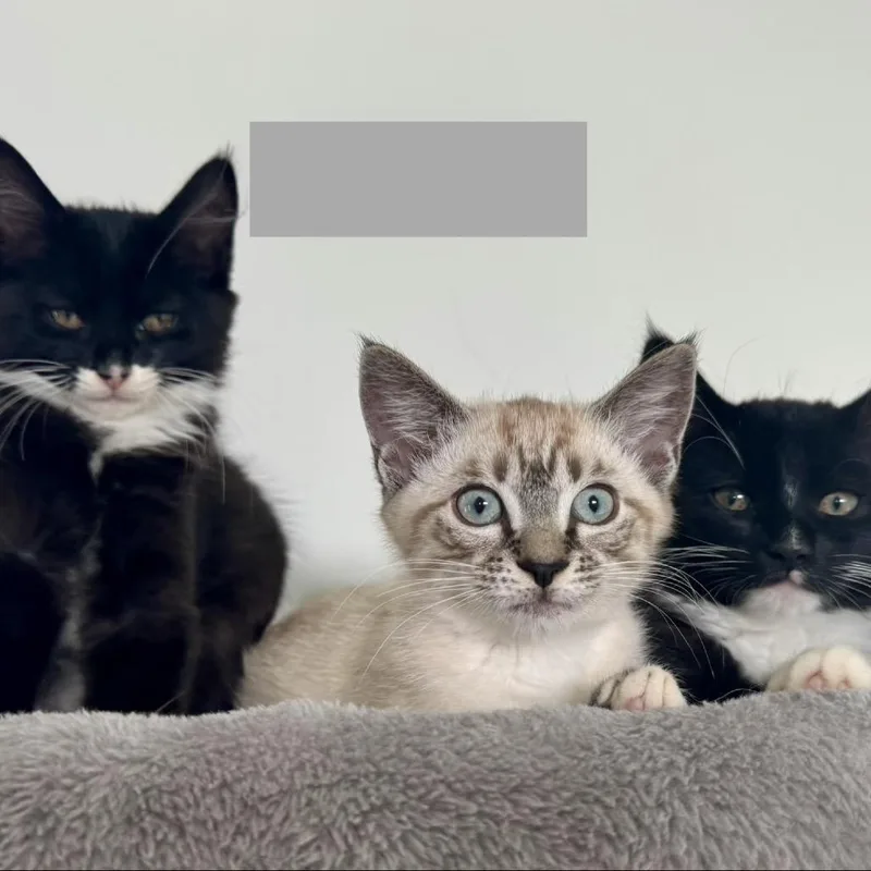 A baby small-sized male Black Domestic Long Hair cat named Robin A for adoption in SANTA ROSA BEACH, FL