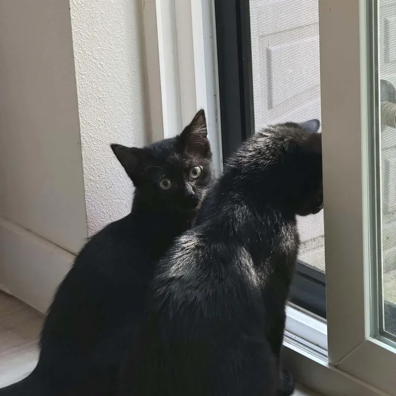A baby small-sized male Black Domestic Short Hair cat named Bunny & Benito for adoption in Gladstone, OR