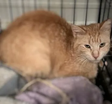 Mandarin thumbnail 2