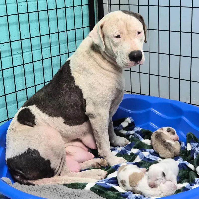 A young large-sized male White / Cream Terrier dog named Lokelani for adoption in Wahiawa, HI