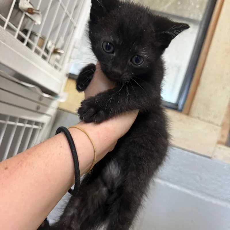 A baby small-sized female Black Domestic Short Hair cat named Butter Chicken for adoption in New York, NY