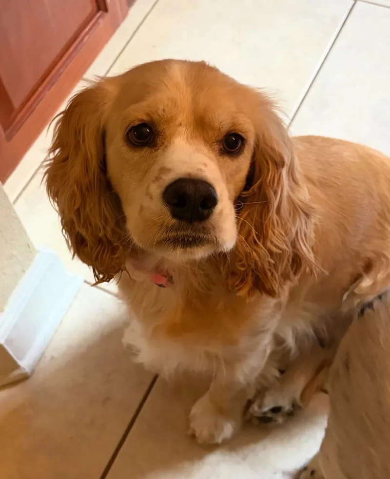 A young small-sized female Cocker Spaniel dog named Lady Bird for adoption in Austin, TX