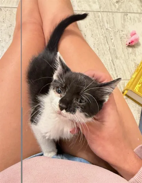 A baby small-sized female Domestic Short Hair cat named A for adoption in Charlotte, NC