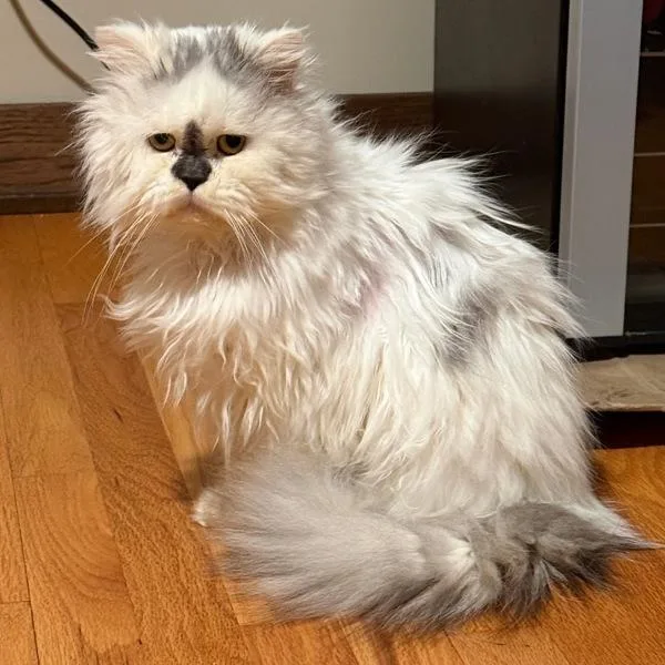 An adult medium-sized male Persian cat named Shetland  Bonded Buddy for adoption in Des Moines, IA