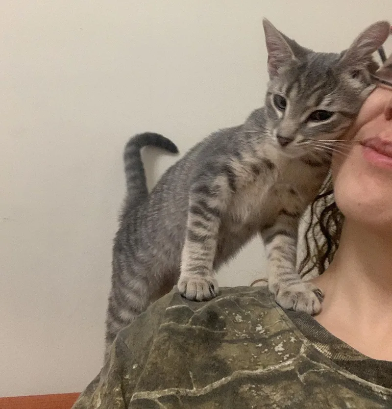 Tiramisu Walton thumbnail 2