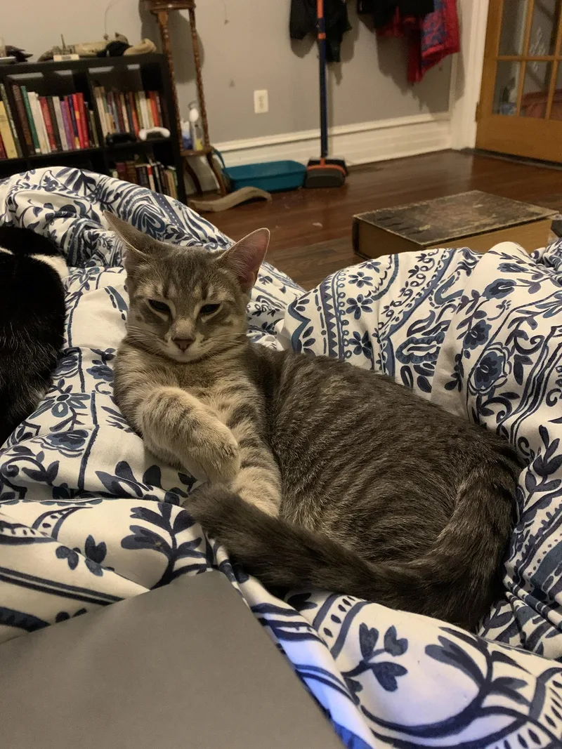 Tiramisu Walton thumbnail 3