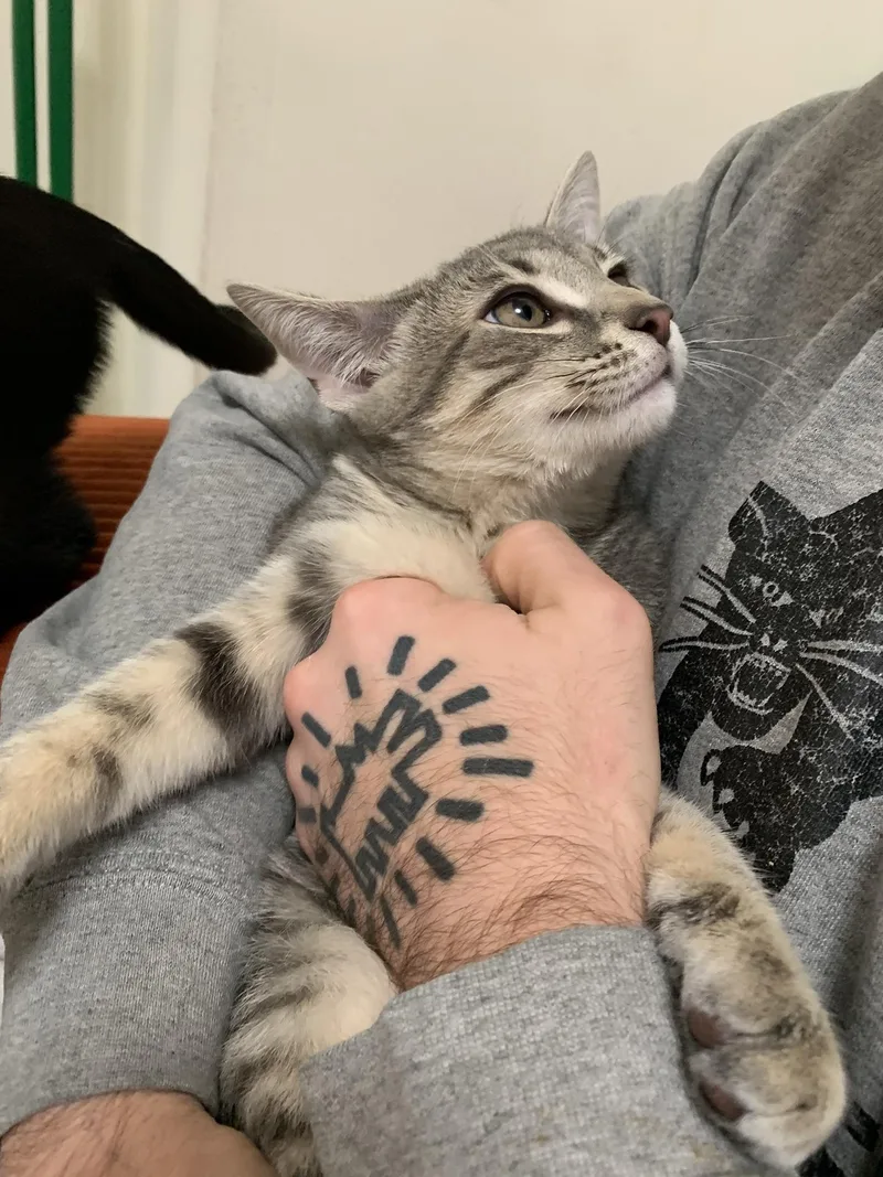 Tiramisu Walton thumbnail 4