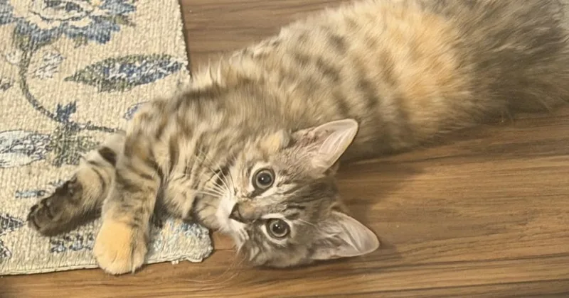 A baby medium-sized female Domestic Medium Hair cat named Stormy for adoption in Warren, MI
