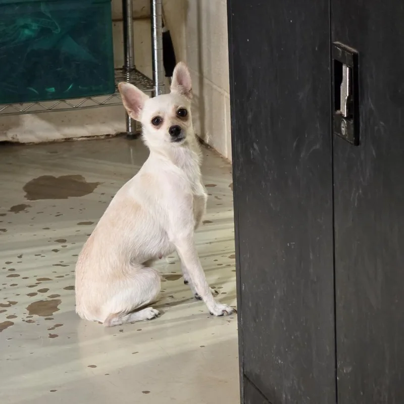 A young small-sized female White / Cream Chihuahua dog named Holiday for adoption in Midland, TX