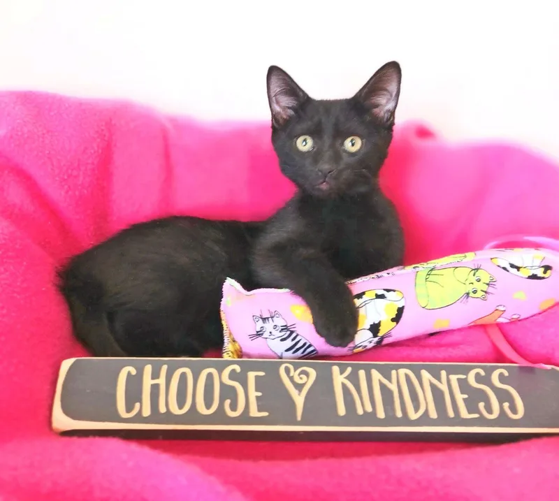 A baby small-sized female Black Bombay cat named Harriet Louise for adoption in Miami, AZ