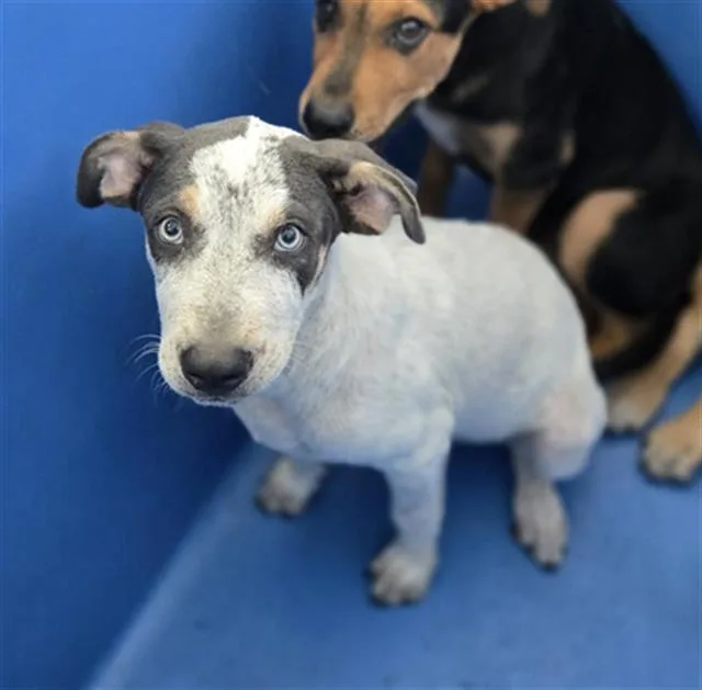 A baby large-sized male Mixed Breed dog named Boulder for adoption in Dallas, TX