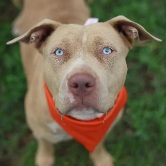 An adult medium-sized female American Staffordshire Terrier dog named Pixie for adoption in San Antonio, TX