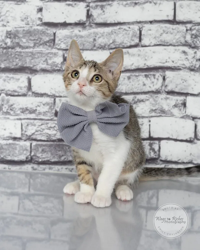 A baby medium-sized female Gray / Blue / Silver Domestic Short Hair cat named Taylor for adoption in Tuscaloosa, AL