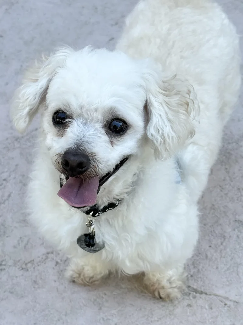 A young small-sized male White / Cream Maltipoo dog named Canelo for adoption in Elk Grove, CA