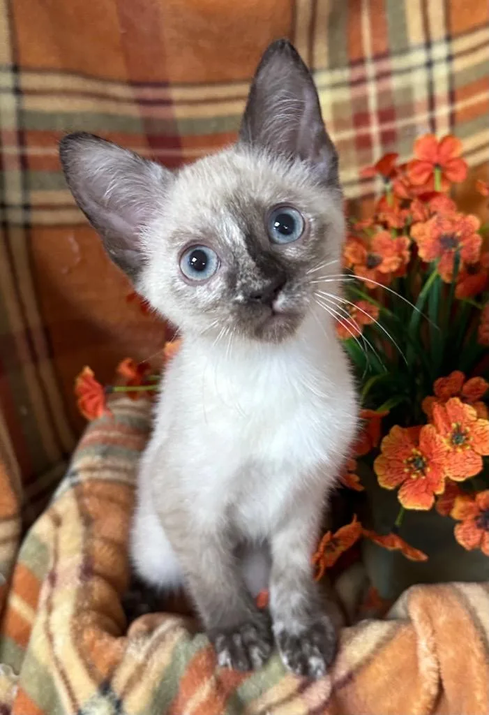 A baby small-sized female Domestic Short Hair cat named Halia for adoption in Stillwater, OK