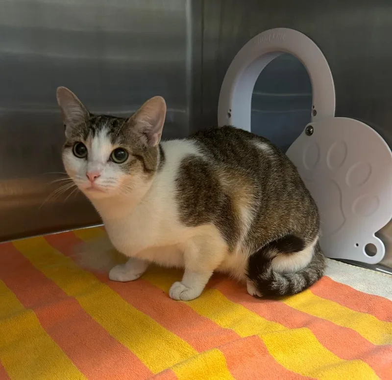A young medium-sized female Domestic Short Hair cat named Raven Jenni for adoption in Clarksville, TN
