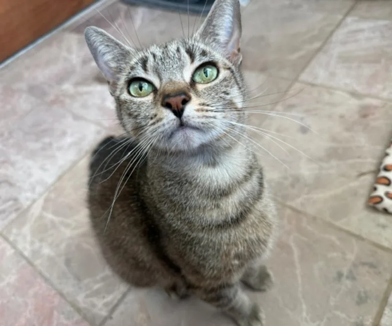 An adult medium-sized female Tabby (Brown / Chocolate) Domestic Short Hair cat named Rose for adoption in Manchester, MD