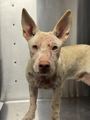A baby medium-sized male Husky dog named Borodinsky for adoption in Fresno, CA