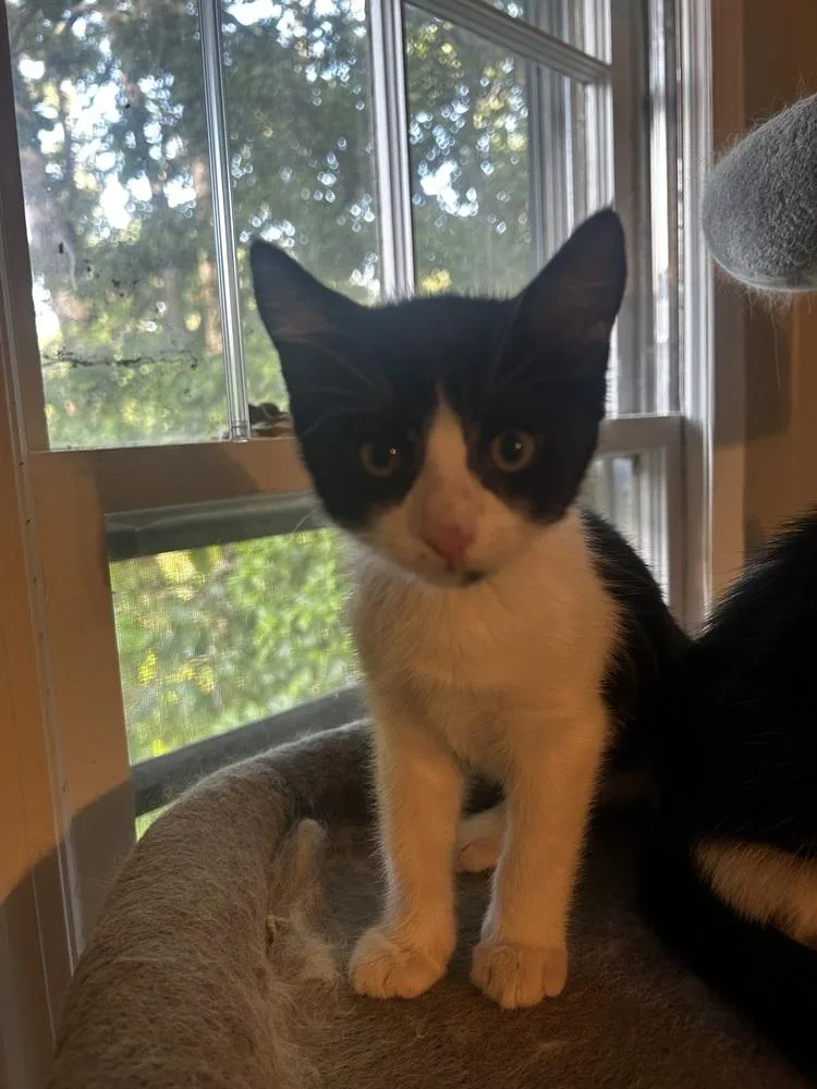 A baby small-sized female Domestic Short Hair cat named Dot Cd for adoption in Greenville, SC