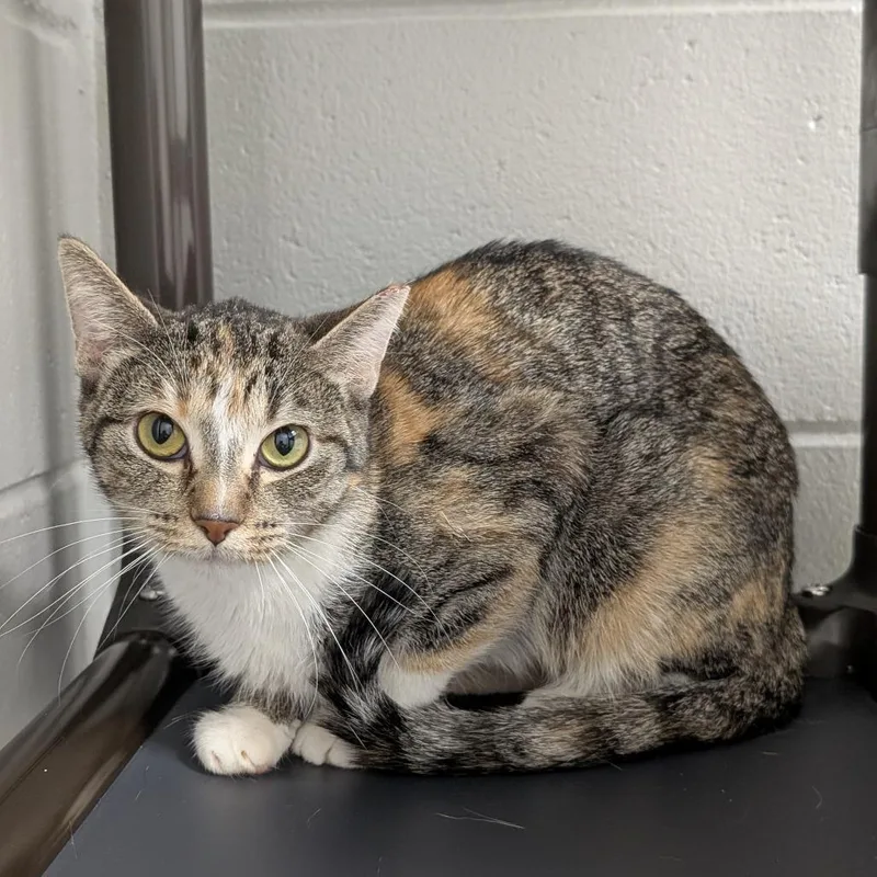 A young medium-sized female Gray / Blue / Silver Domestic Short Hair cat named Zoey for adoption in Brookfield, WI