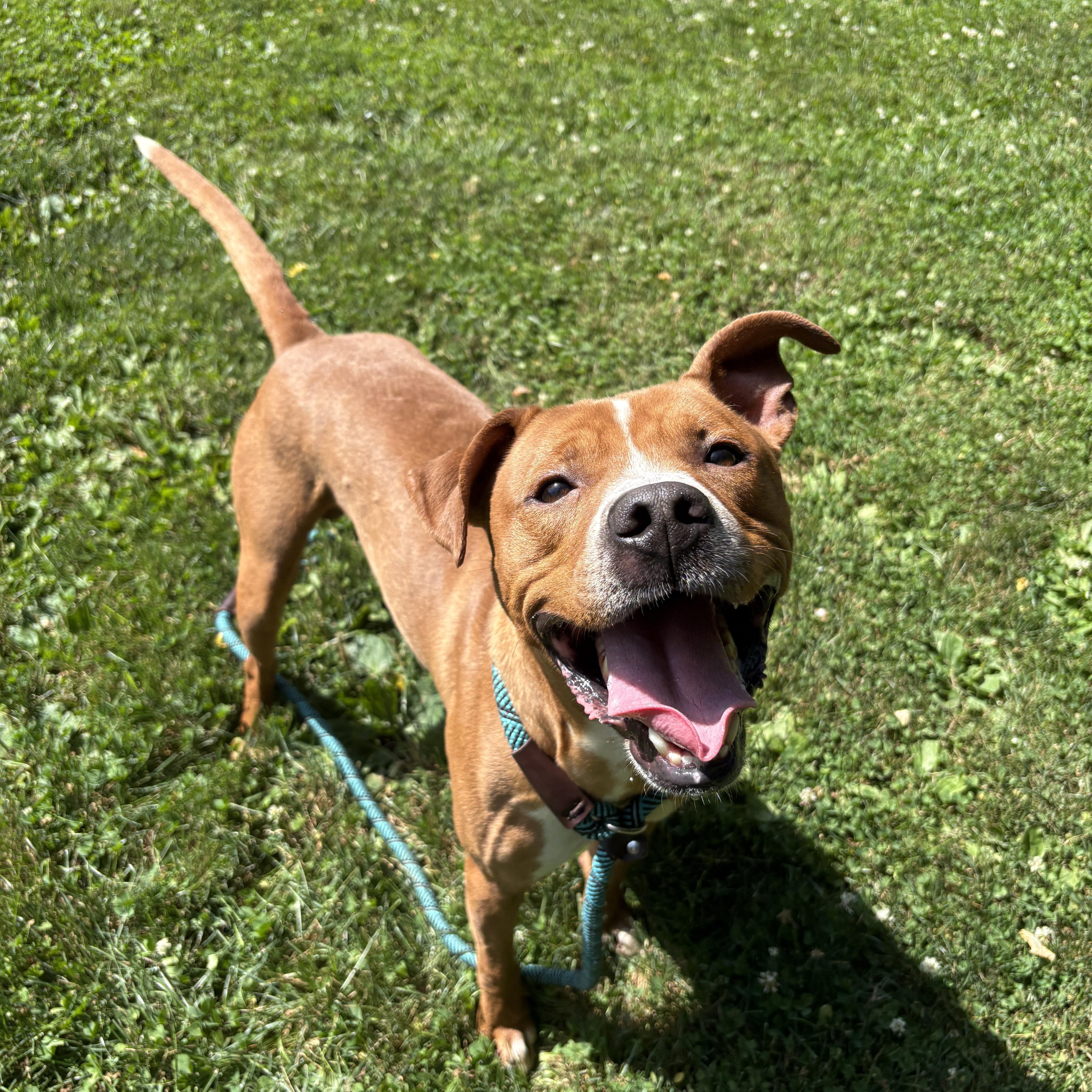An adult medium-sized male Golden Mixed Breed dog named Ben for adoption in Myerstown, PA