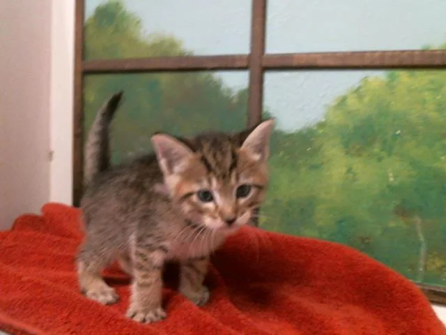 A baby small-sized male Domestic Short Hair cat named Amell for adoption in Houston, TX