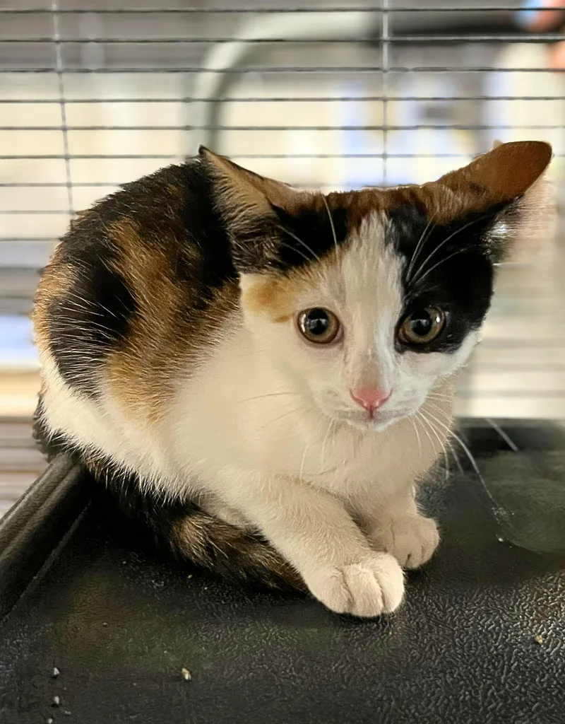 A baby medium-sized female Calico Domestic Short Hair cat named Lara Croft for adoption in Seville, OH