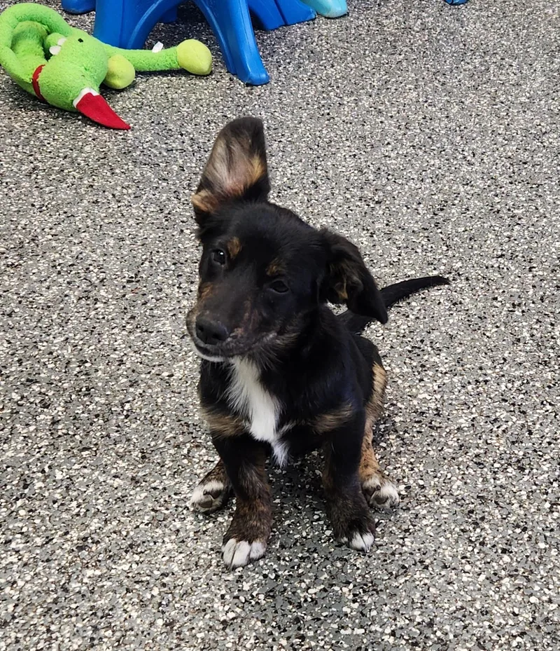 A baby medium-sized female Dachshund dog named Millie for adoption in Siloam Springs, AR