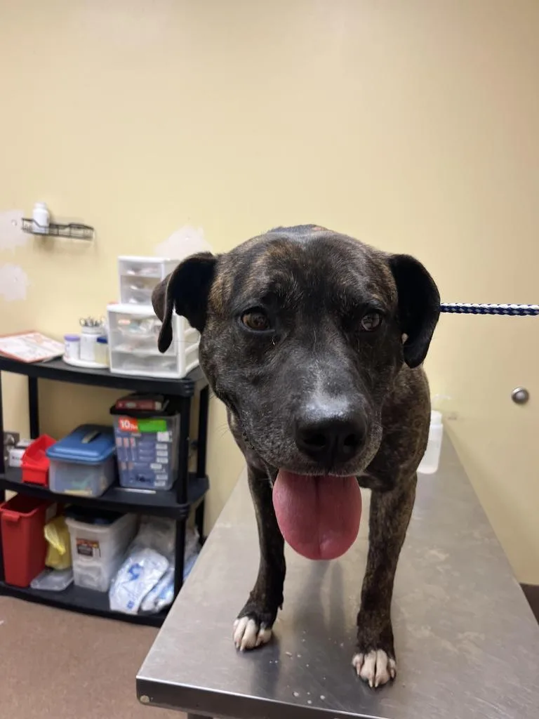 A young medium-sized male Mixed Breed dog named Mowgli for adoption in Florence, SC